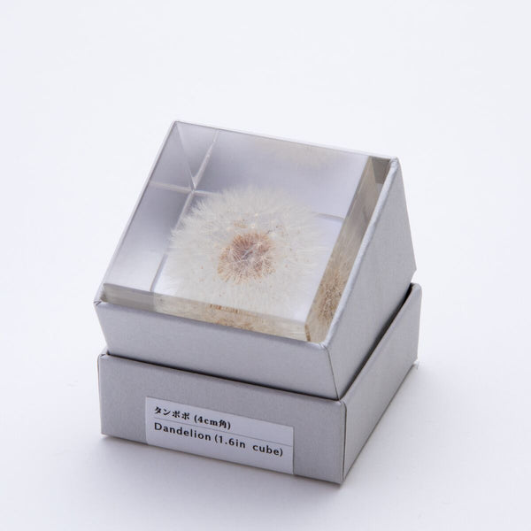 Sola Cube Dandelion – November 19 Shop