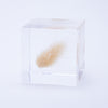 Sola Cube Bunny Tail - November 19 Market