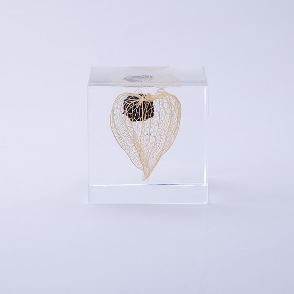 Sola Cube Chinese Lantern – November 19 Shop