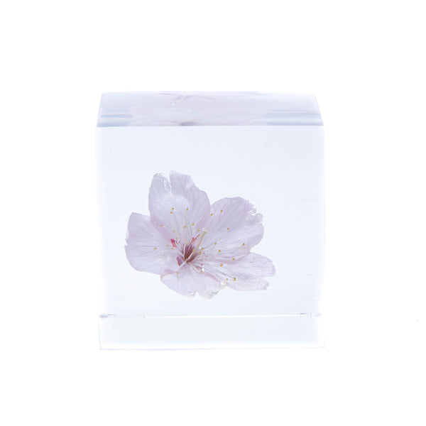 新品 solol sakura ~ 桜 ~ NMM × solworks bc5a4ac4e6452ee420a97a0e6d14f1
