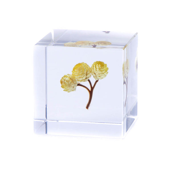 Sola Cube Immortelle - November 19 Market