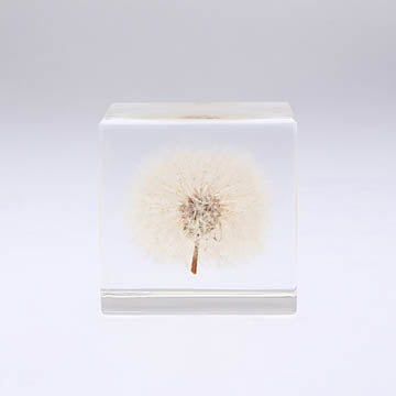 sola_cube_Dandelion-2_grande.