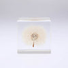 Sola Cube Dandelion - November 19 Market