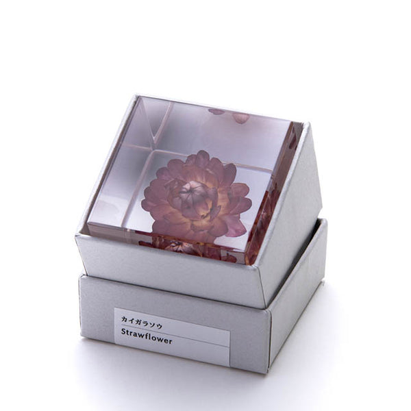 Sola Cube Strawflower – November 19 Shop