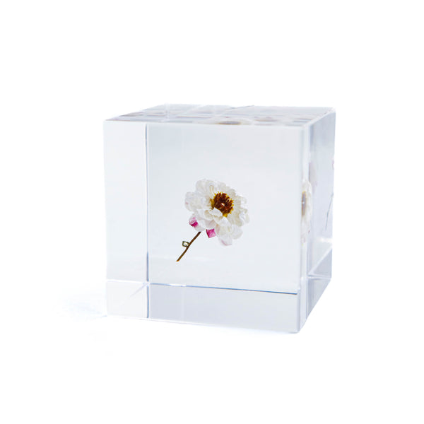 Sola Cube Chamomile Sunray