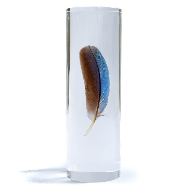 Sola Cube White Throated Kingfisher Blue/ Black Feather