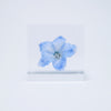 Sola Cube Siberian Larkspur Flower