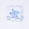 Sola Cube Siberian Larkspur Flower