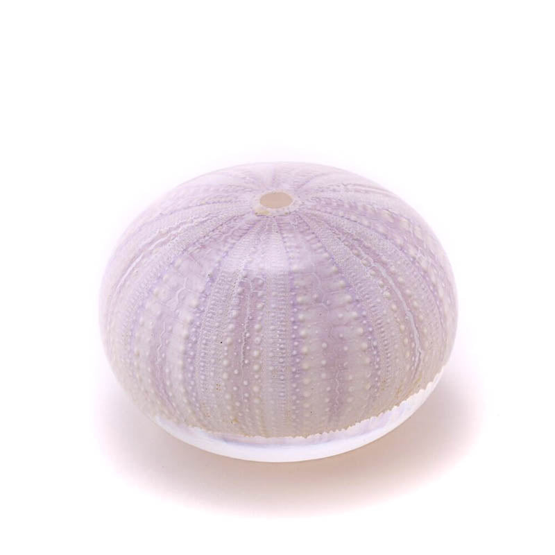 Sola Cube Unimaru Tripneustes Gratilla - Sea Urchin – November 19 Shop