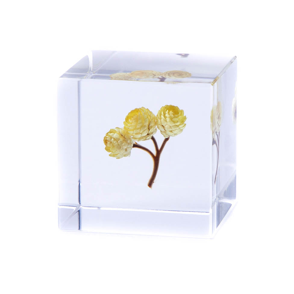 Sola Cube Immortelle - November 19 Market