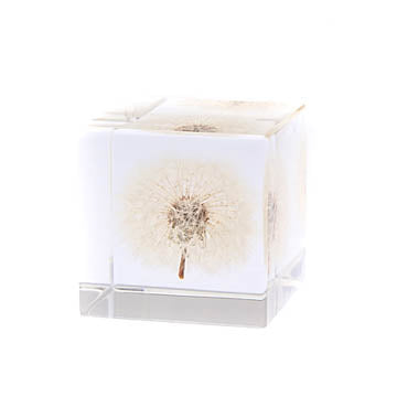 Sola Cube Dandelion - November 19 Market